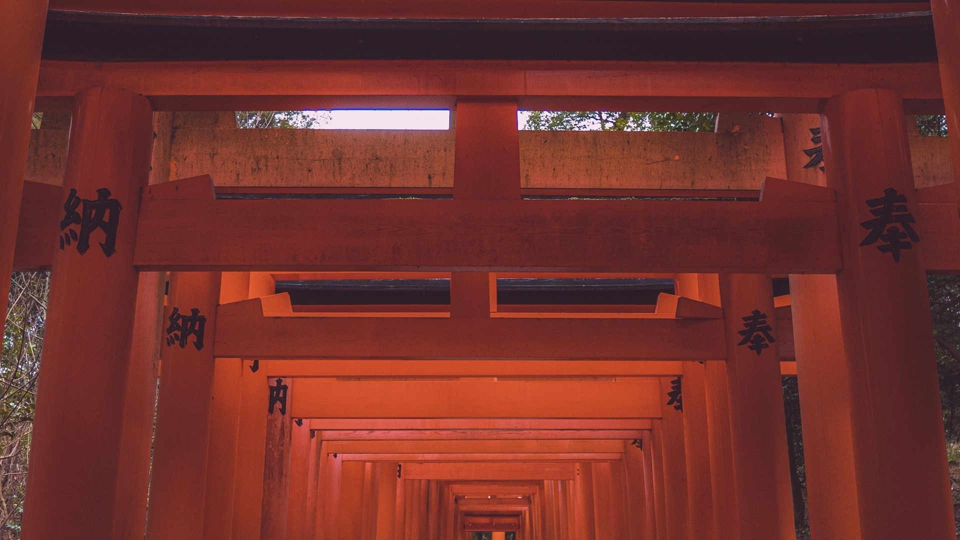 Túnel de torii rojos en el santuario Fushimi Inari, Kioto, Japón