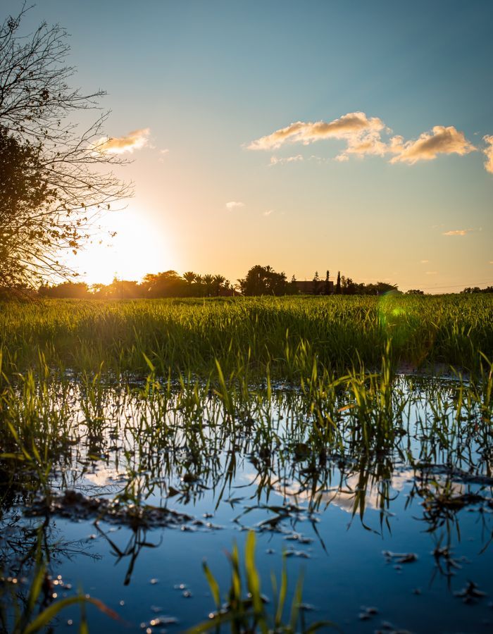 Río cálido entre vegetación en los esteros de Corrientes, Argentina